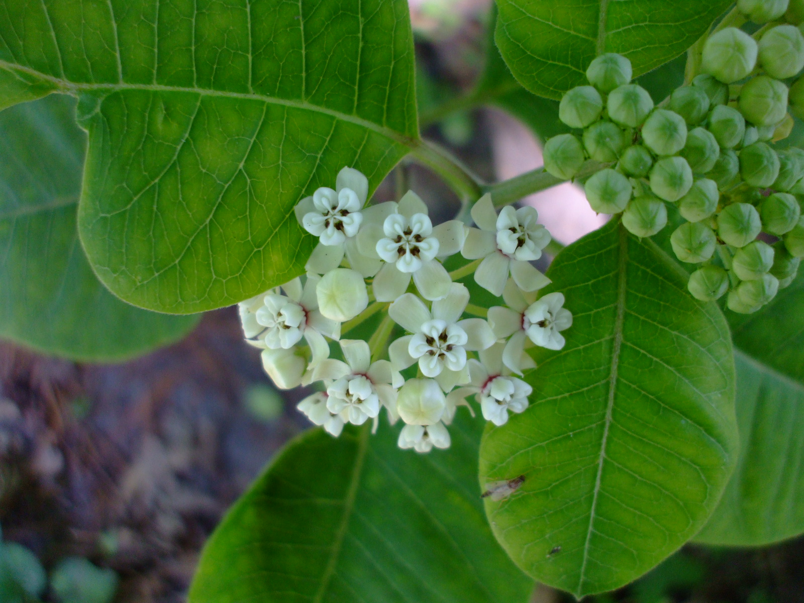 Asclepias variegata
